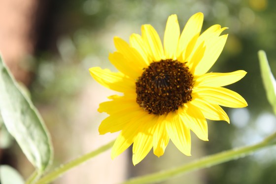 Lone Sunflower
