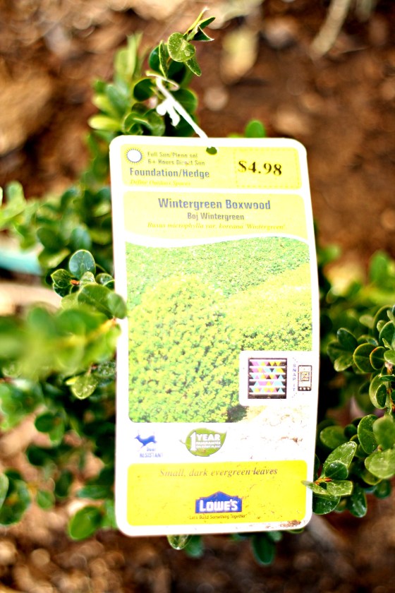wintergreenboxwood