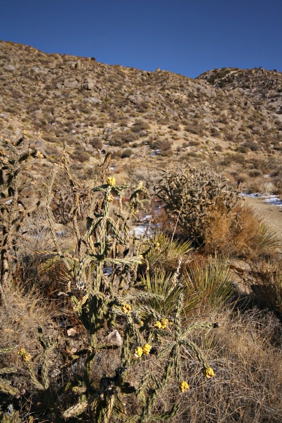 cactussandiamountains