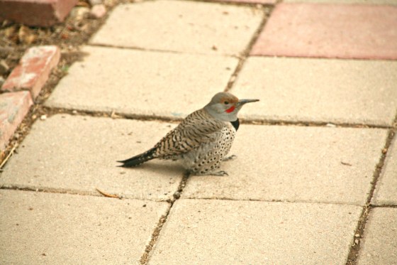 northernflicker
