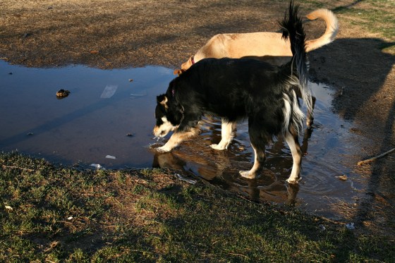 puddlepuppies