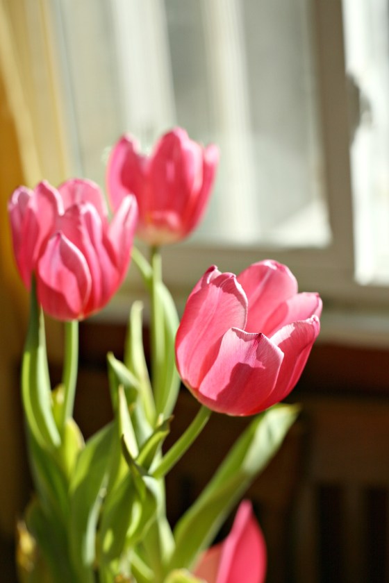 valentinetulips