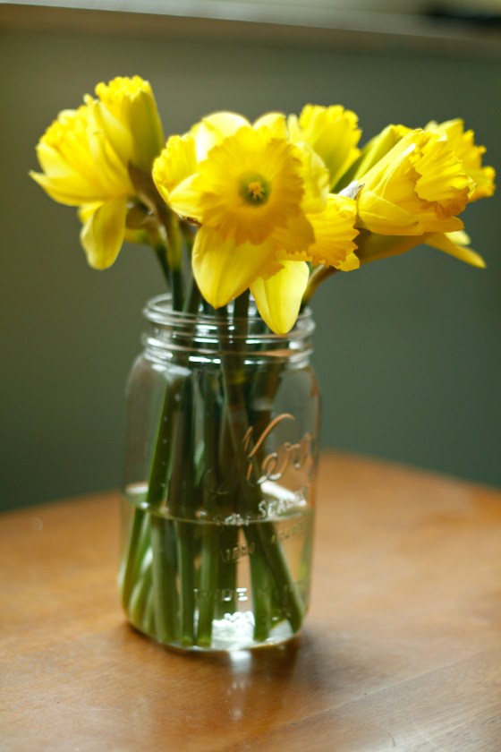 daffodils