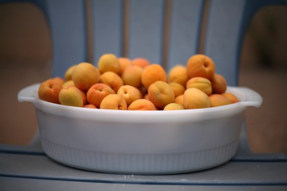 apricots1