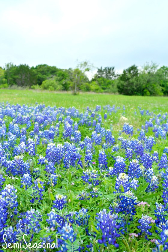 bluebonnetfield