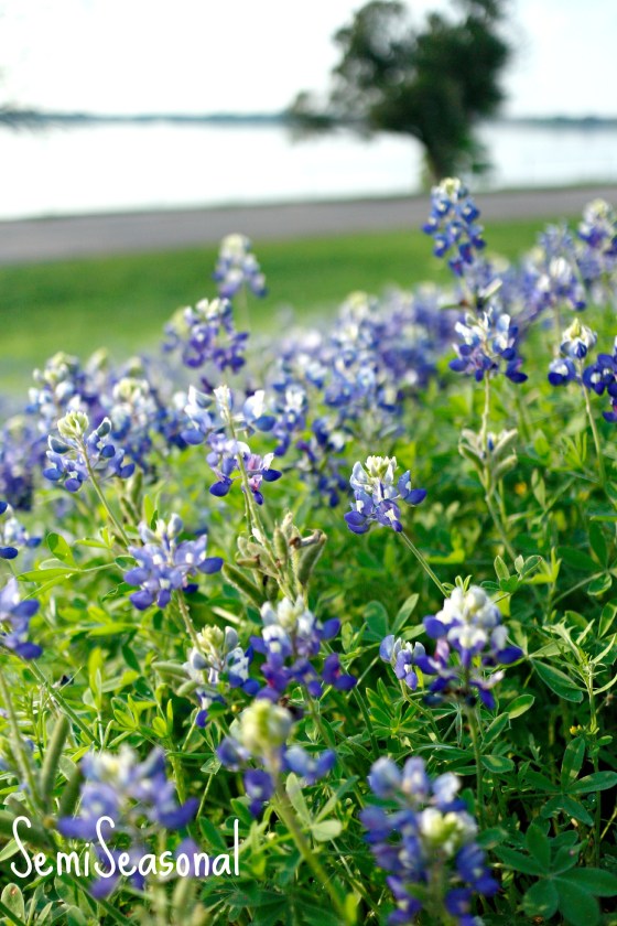 BluebonnetsTree