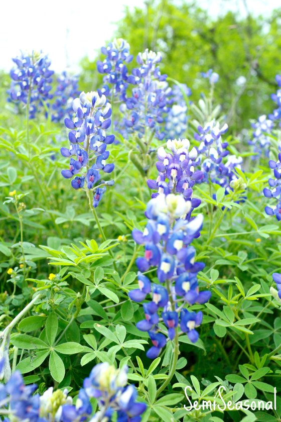 morebluebonnets