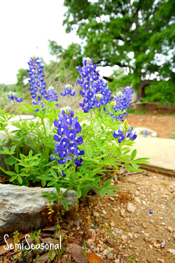 stonebluebonnets